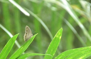 dingy bush brown butterfly hanging on leaf in forest 