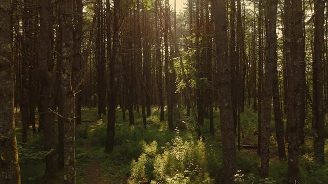 A peaceful Morning in the woods