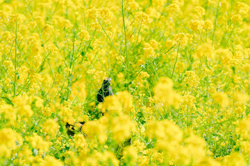 浜離宮恩賜庭園の菜の花