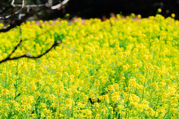 浜離宮恩賜庭園の菜の花