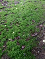 Obraz premium moss on the stone