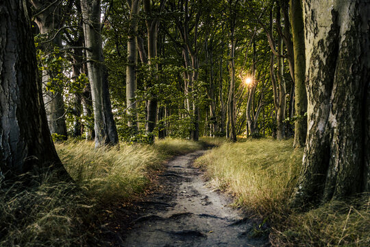 Hiking trail leading through mystical beech forest at the baltic sea in sunset conditions