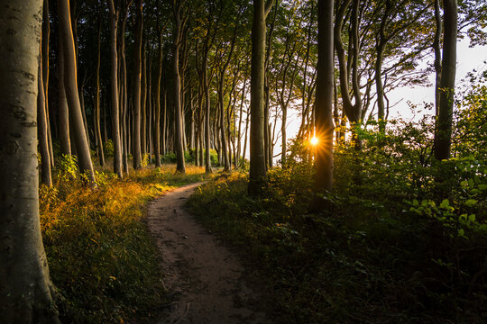 Hiking trail leading through a coastal forest at the baltic sea in sunset conditions