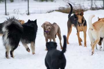 Naklejka premium A young lab growls aggressively as she is surrounded by a group of other dogs.