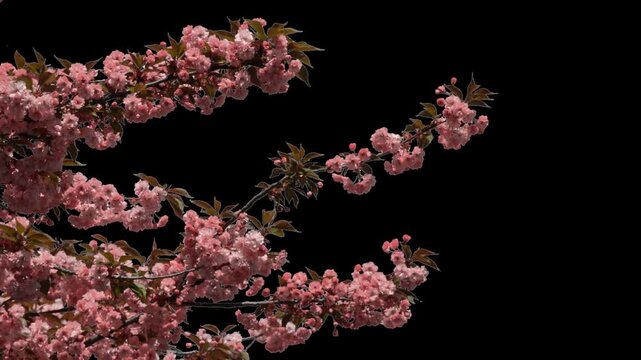 Branches of sakura on a transparent background blooming on a sunny day. Alpha channel.