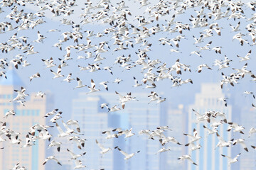 Large Flock of Pied Avocets in Flight Over Water, Mai Po Natural Reserve, Hong Kong