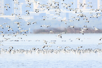 Large Flock of Pied Avocets in Flight Over Water, Mai Po Natural Reserve, Hong Kong