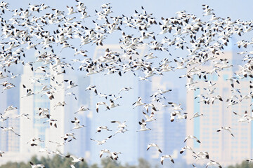 Large Flock of Pied Avocets in Flight Over Water, Mai Po Natural Reserve, Hong Kong