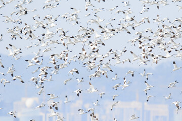 Large Flock of Pied Avocets in Flight 
