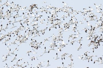 Pied Avocets in Large Flock During Winter Migration in Hong Kong