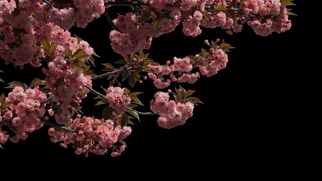 Branches of sakura on a transparent background blooming on a sunny day. Alpha channel.