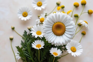 Elegant White Daisy Flower on Soft Background Representing Purity and Beauty