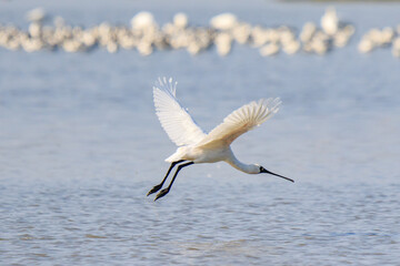 A Black-faced Spoonbill Takes Flight, Wings Outstretched

