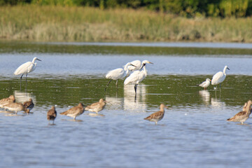 Black Faced Spoonbill, Egrets and Shorebirds Foraging in Wetland Environment