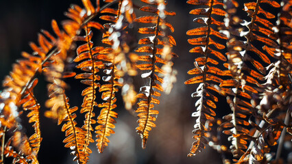 Saison automnale dans la forêt des Landes de Gascogne