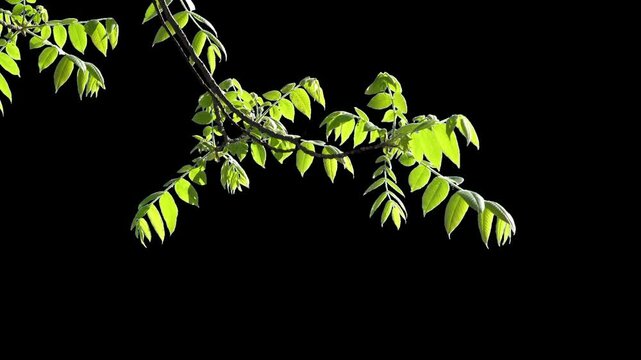 Branches with leaves on a transparent background. Large green leaves on large branches. Alpha channel.