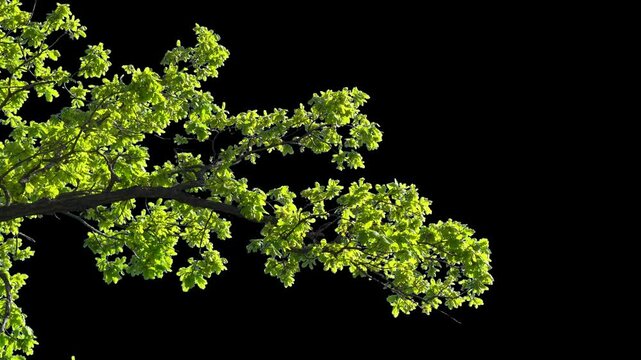 Branches with leaves on a transparent background. Large green leaves on large branches. Alpha channel.