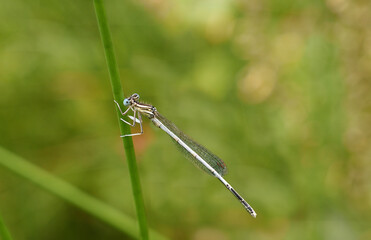Close-up of a blue-tailed damselfly sitting on the herb