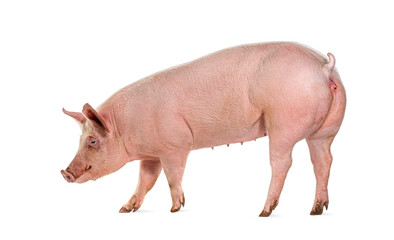 Side view of a Domestic pig, isolated on white © Eric Isselée
