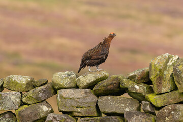 Red Grouse, Scientific name: Lagopus Lagopus. Male Red Grouse in summer, facing right on drystone walling on managed grouse moorland. Taken from car window with long lens on beanbag.   Space for copy.
