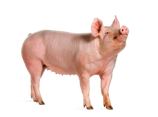 Side view of a Domestic pig, isolated on white