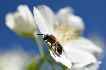 Close-up of a honey bee on the jasmine flower
