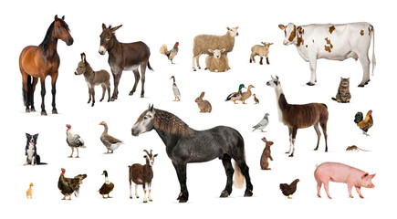 Large group of many farm animals standing together