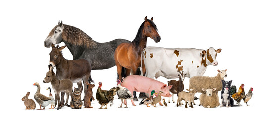 Large group of many farm animals standing together