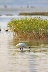 A Black-faced Spoonbill Hunting for Prey in Shallow Water