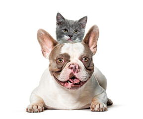 French bulldog lying and carrying a grey kitten on its back