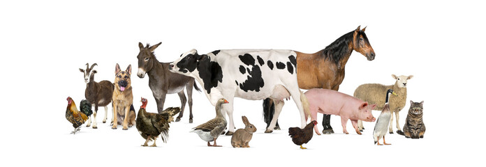 Large group of many farm animals standing together