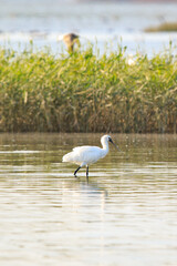 A Black-faced Spoonbill Wades Through Shallow Water, Hunting for Prey

