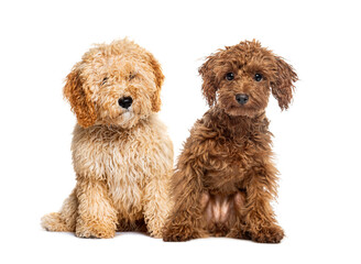 Fototapeta premium Two adorable dogs posing on white background
