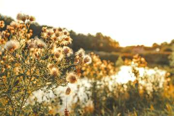 Golden hour sunlight illuminating thistle plants by a riverside, creating a warm and serene nature...