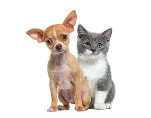 Chihuahua puppy and grey kitten sitting together on white background