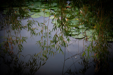 Landscape view from little lake in Bulgaria, Borovo oko, city Targovishe