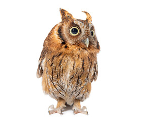 Portrait close-up of a Tropical screech owl, Megascops choliba, isolated on white