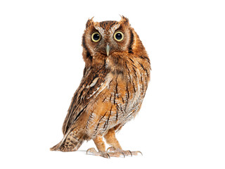 Tropical screech owl, Megascops choliba, looking at the camera, isolated on white