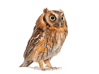 Tropical screech owl, Megascops choliba, standing and looking away, isolated on white