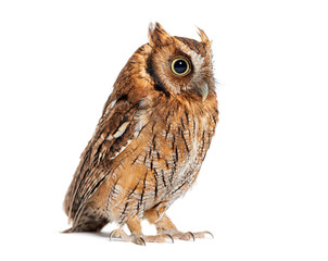Tropical screech owl, Megascops choliba, isolated on white
