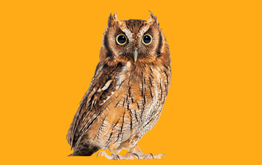 Tropical screech owl, Megascops choliba, looking at the camera, isolated on orange