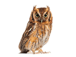 Tropical screech owl, Megascops choliba, isolated on white