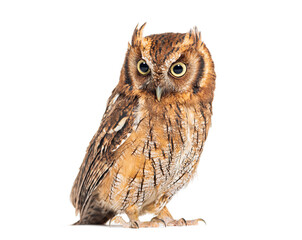 Tropical screech owl, Megascops choliba, looking down, isolated on white