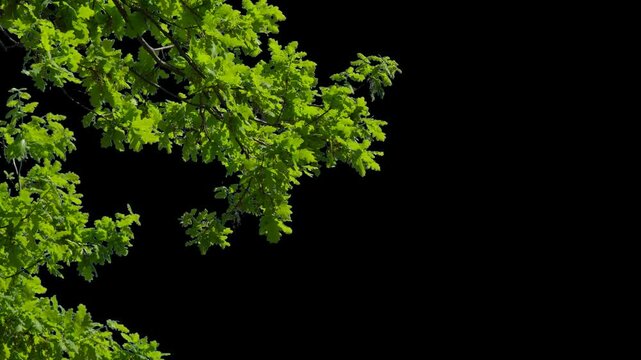 Branches with leaves on a transparent background. Large green leaves on large branches. Alpha channel.