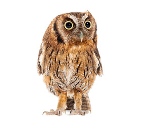 Tropical screech owl, Megascops choliba, isolated on white