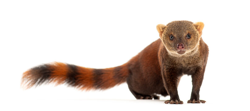 Ring-tailed vontsira or ring-tailed mongoos, Galidia elegans, isolated on white