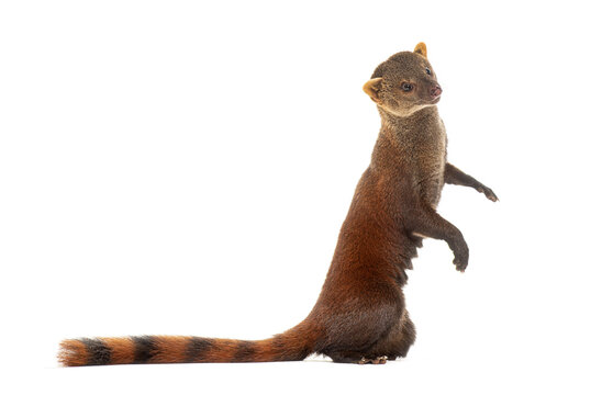 Ring-tailed vontsira or ring-tailed mongoos, Galidia elegans, isolated on white