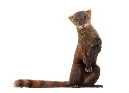 Ring-tailed vontsira or ring-tailed mongoos, Galidia elegans, isolated on white