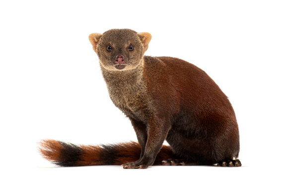Ring-tailed vontsira or ring-tailed mongoos, Galidia elegans, isolated on white
