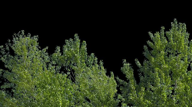 Branches with leaves on a transparent background. Large green leaves on large branches. Alpha channel.